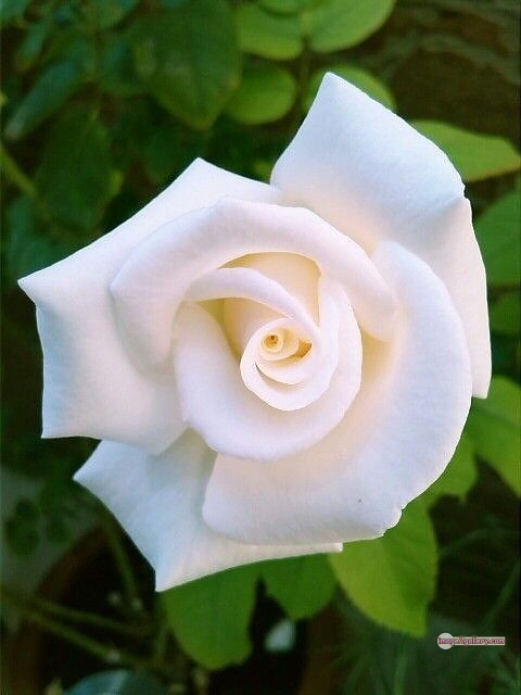 3300+ Beautiful Rose Flowers Image | Rose Flower HD Pic Download | 2883 bouquet of roses white -(12)