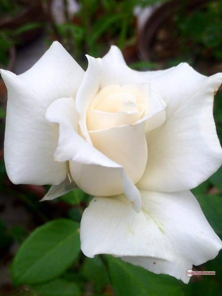 3300+ Beautiful Rose Flowers Image | Rose Flower HD Pic Download | 3019 bouquet of roses white -(14)
