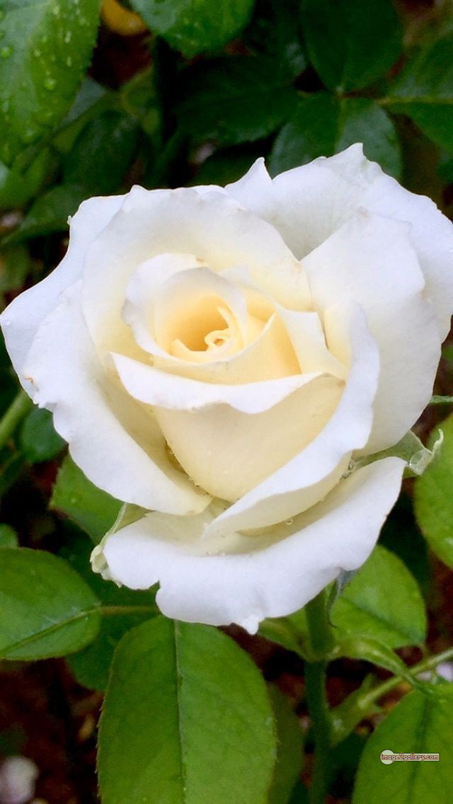 3300+ Beautiful Rose Flowers Image | Rose Flower HD Pic Download | 1761 bouquet of roses white -(15)