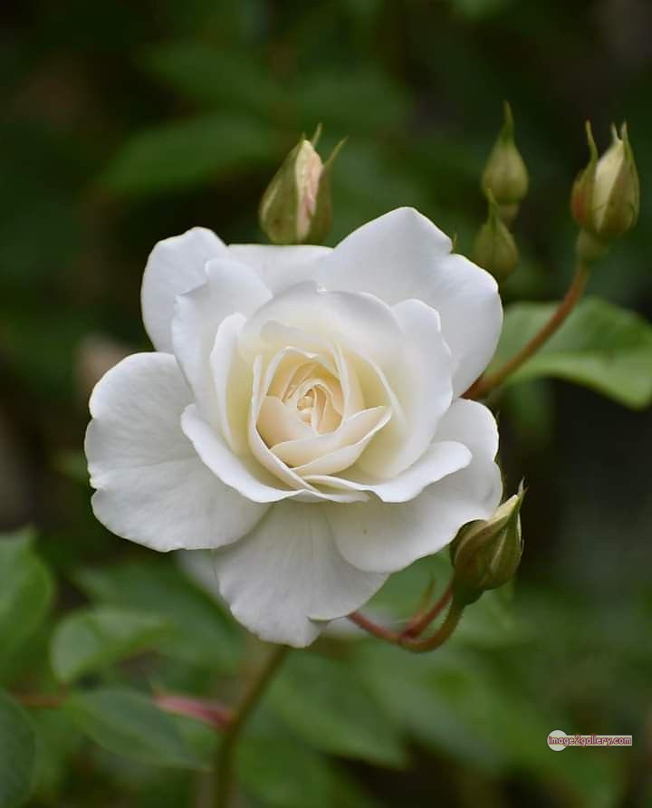 3300+ Beautiful Rose Flowers Image | Rose Flower HD Pic Download | 1558 bouquet of roses white -(2)