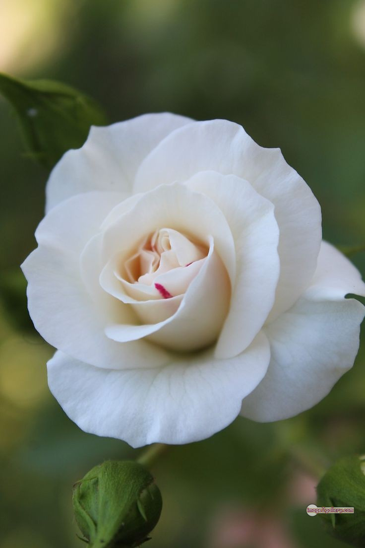 3300+ Beautiful Rose Flowers Image | Rose Flower HD Pic Download | 920 bouquet of roses white -(4)