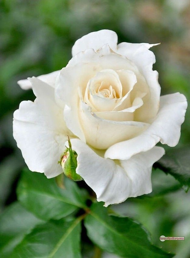 3300+ Beautiful Rose Flowers Image | Rose Flower HD Pic Download | 1021 bouquet of roses white -(6)