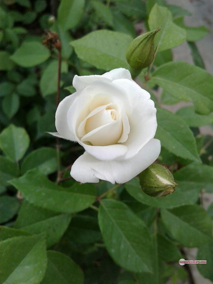 3300+ Beautiful Rose Flowers Image | Rose Flower HD Pic Download | 1040 bouquet of roses white -(8)