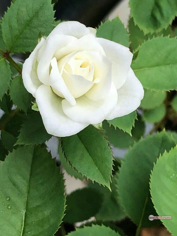 3300+ Beautiful Rose Flowers Image | Rose Flower HD Pic Download | 1584 bouquet of roses white -(9)