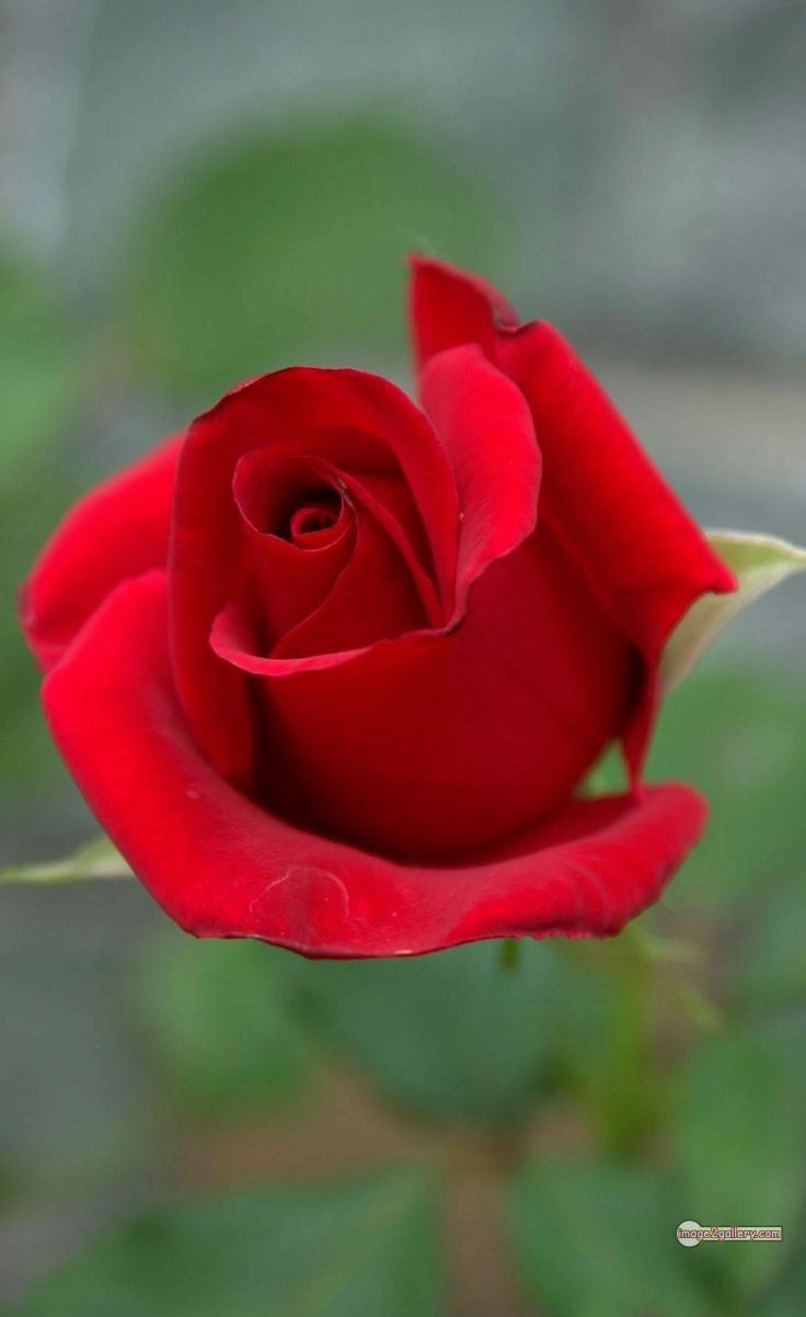 3300+ Beautiful Rose Flowers Image | Rose Flower HD Pic Download | 870 bouquet red roses images -(11)