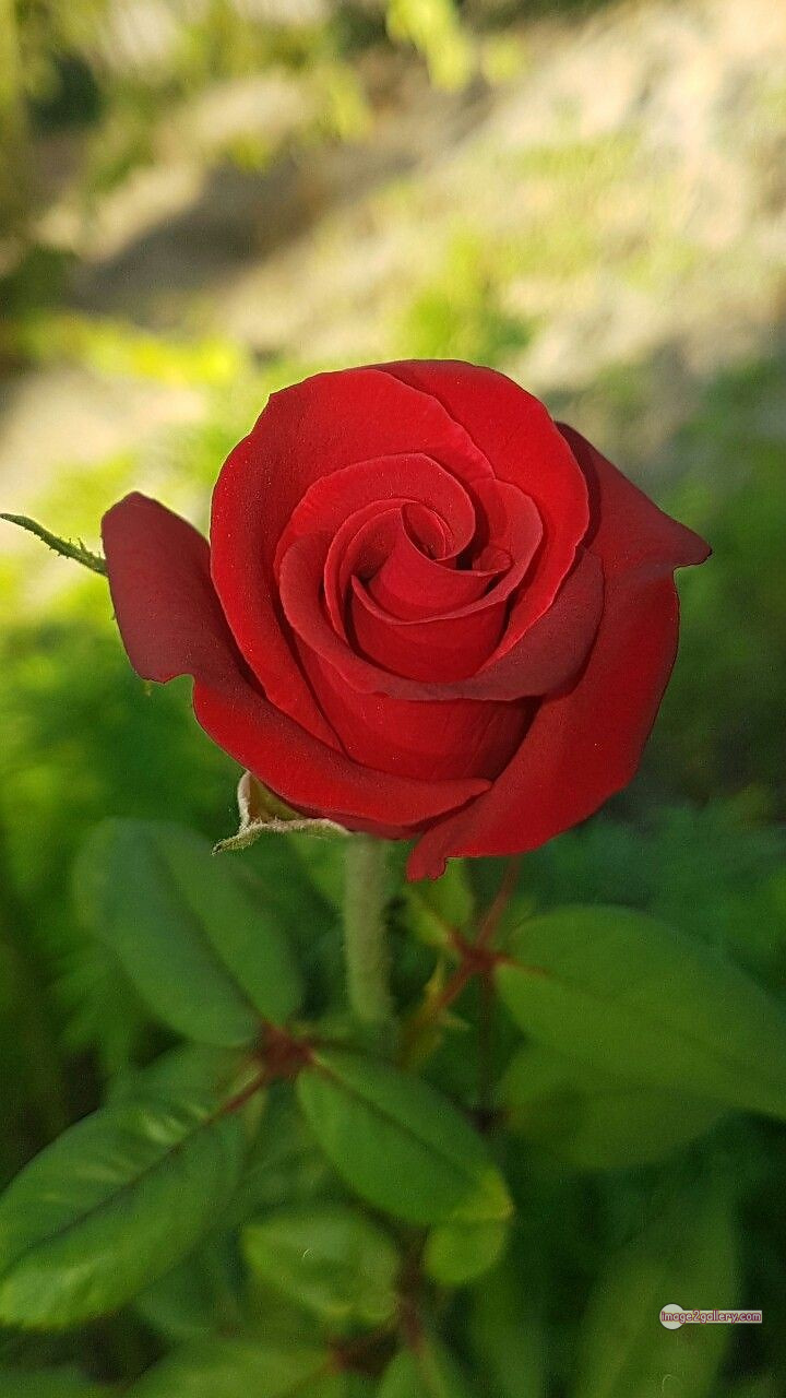 3300+ Beautiful Rose Flowers Image | Rose Flower HD Pic Download | 2235 bouquet red roses images -(12)