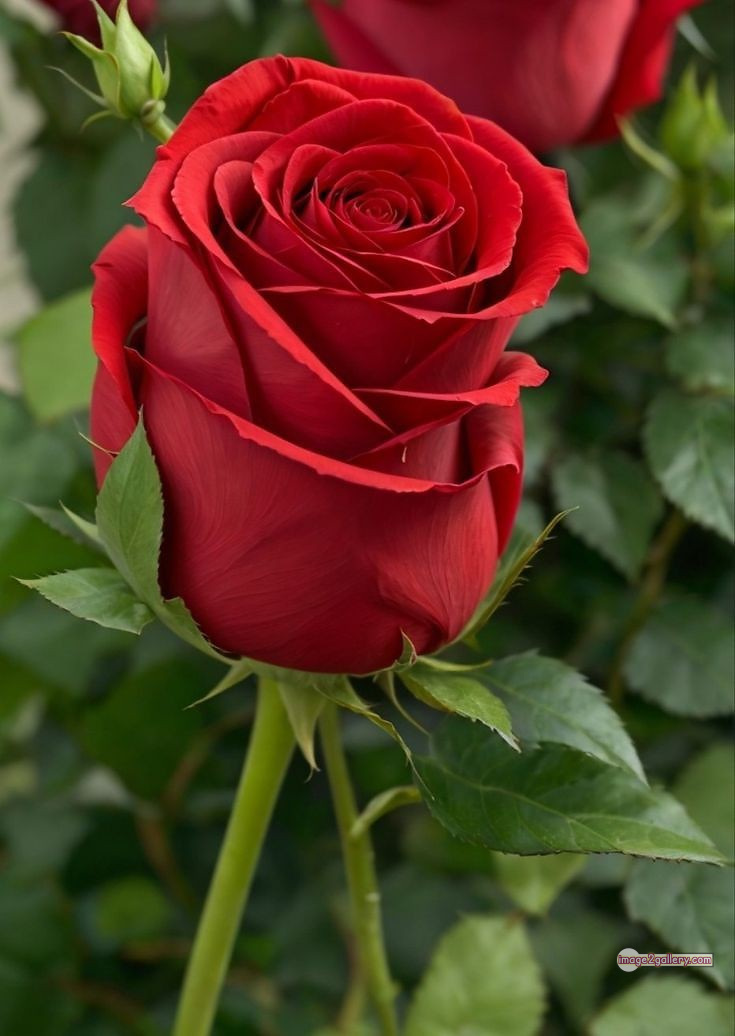 3300+ Beautiful Rose Flowers Image | Rose Flower HD Pic Download | 1771 bouquet red roses images -(3)