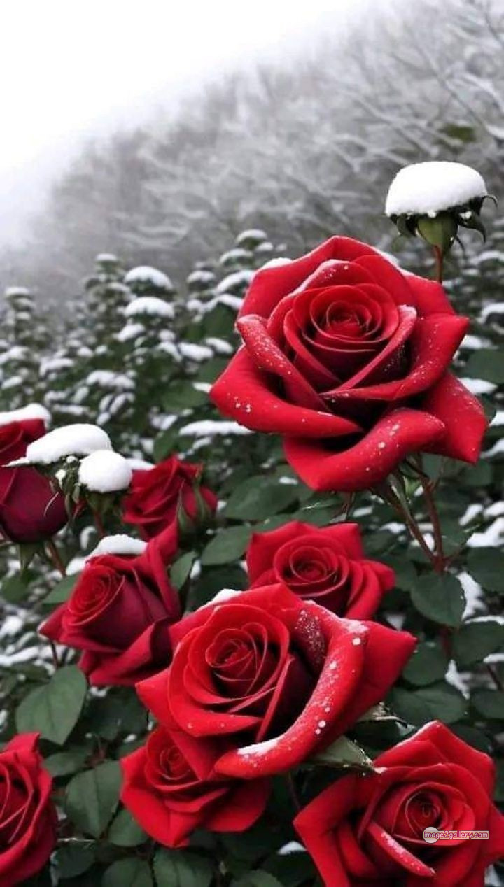 3300+ Beautiful Rose Flowers Image | Rose Flower HD Pic Download | 998 bouquet red roses images -(6)