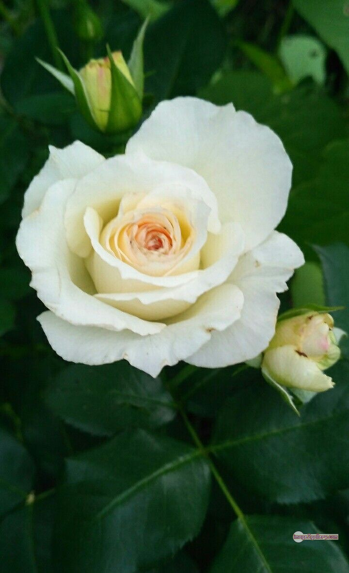 3300+ Beautiful Rose Flowers Image | Rose Flower HD Pic Download | 1091 bouquet with white roses -(10)