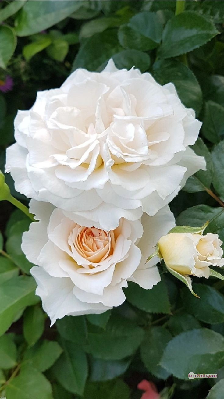 3300+ Beautiful Rose Flowers Image | Rose Flower HD Pic Download | 1107 bouquet with white roses -(11)