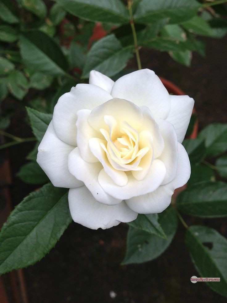 3300+ Beautiful Rose Flowers Image | Rose Flower HD Pic Download | 2953 bouquet with white roses -(13)