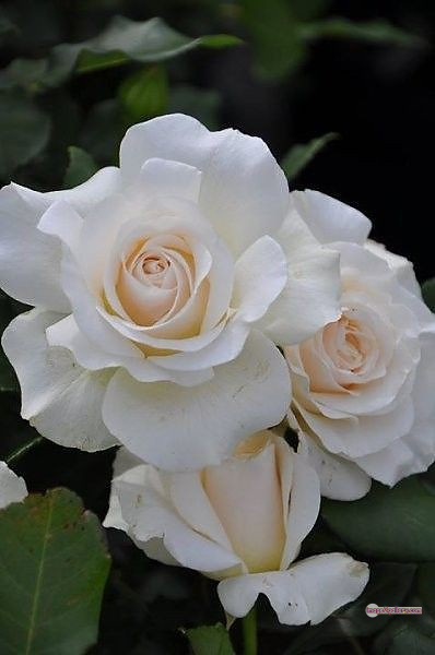 3300+ Beautiful Rose Flowers Image | Rose Flower HD Pic Download | 1350 bouquet with white roses -(15)