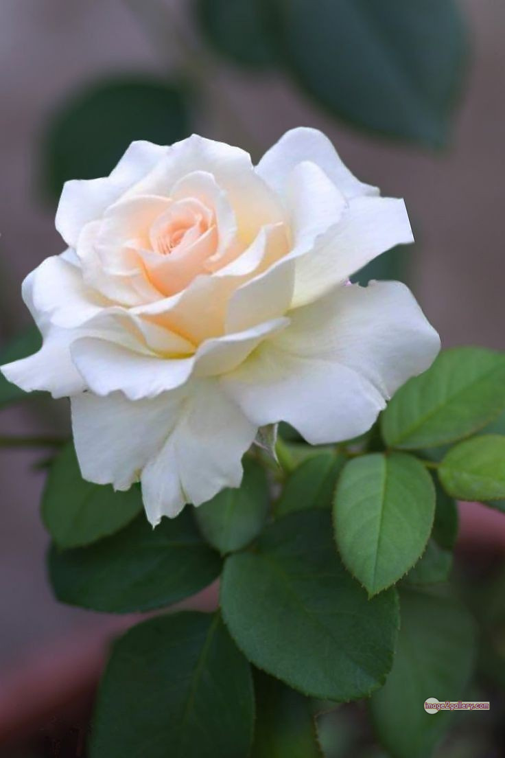 3300+ Beautiful Rose Flowers Image | Rose Flower HD Pic Download | 1108 bouquet with white roses -(3)