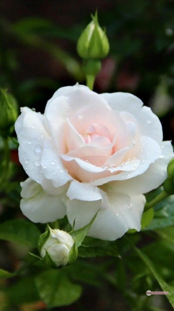 3300+ Beautiful Rose Flowers Image | Rose Flower HD Pic Download | 3020 bouquet with white roses -(4)