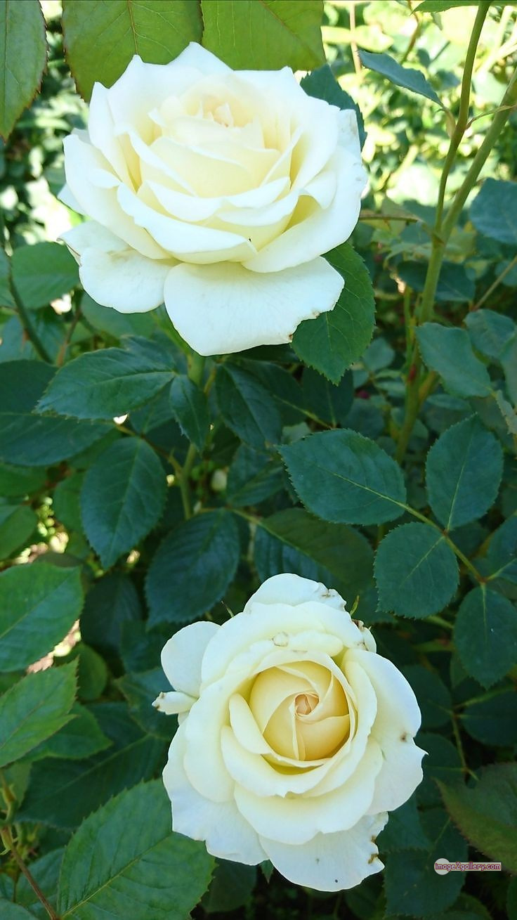 3300+ Beautiful Rose Flowers Image | Rose Flower HD Pic Download | 1559 bouquet with white roses -(5)