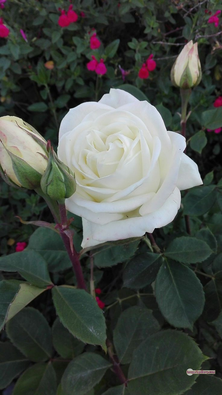 3300+ Beautiful Rose Flowers Image | Rose Flower HD Pic Download | 1242 bouquet with white roses -(6)