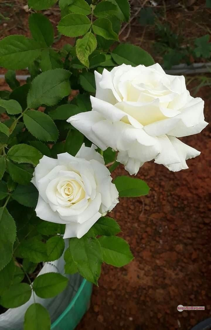 3300+ Beautiful Rose Flowers Image | Rose Flower HD Pic Download | 1244 bouquet with white roses -(7)