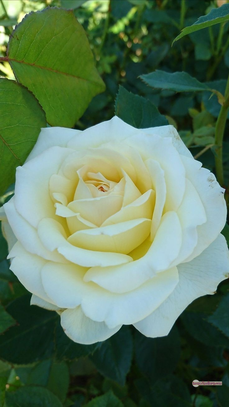 3300+ Beautiful Rose Flowers Image | Rose Flower HD Pic Download | 1349 bouquet with white roses -(8)