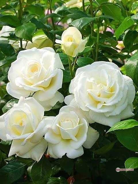 3300+ Beautiful Rose Flowers Image | Rose Flower HD Pic Download | 1243 bouquet with white roses -(9)