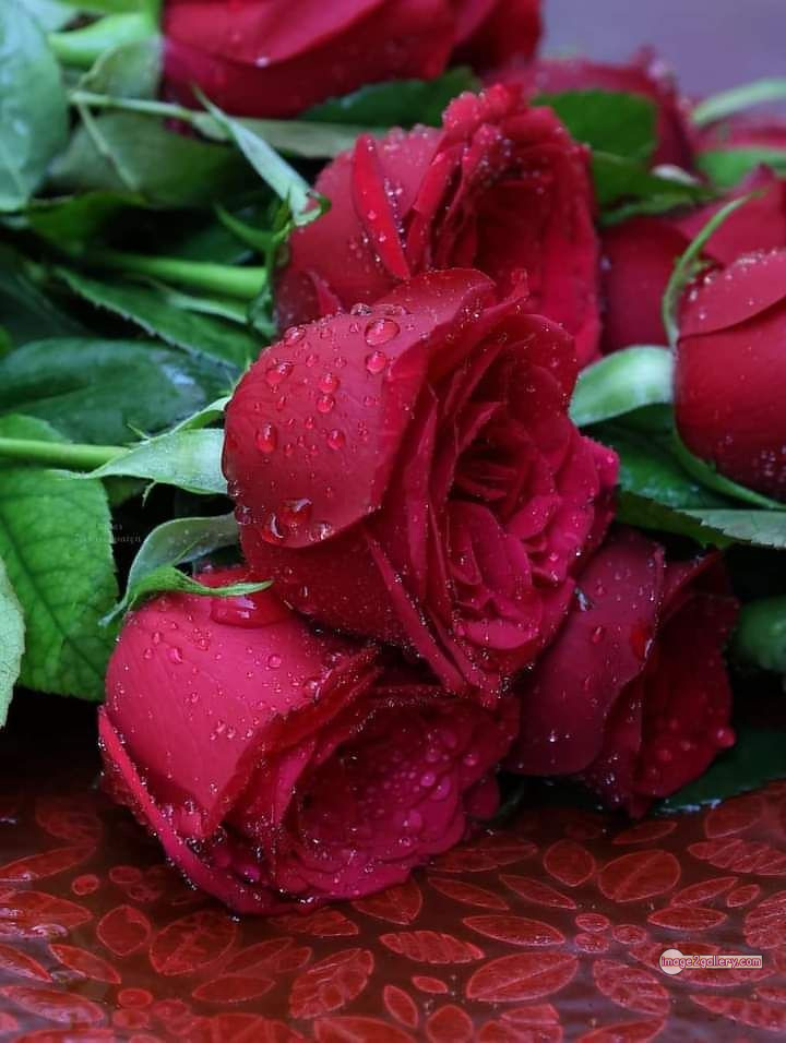 3300+ Beautiful Rose Flowers Image | Rose Flower HD Pic Download | 2128 bunch of red roses -