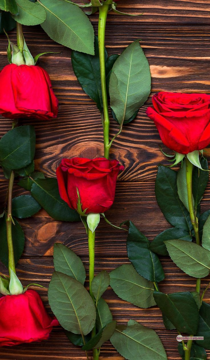 3300+ Beautiful Rose Flowers Image | Rose Flower HD Pic Download | 2082 bunch of red roses -(11)