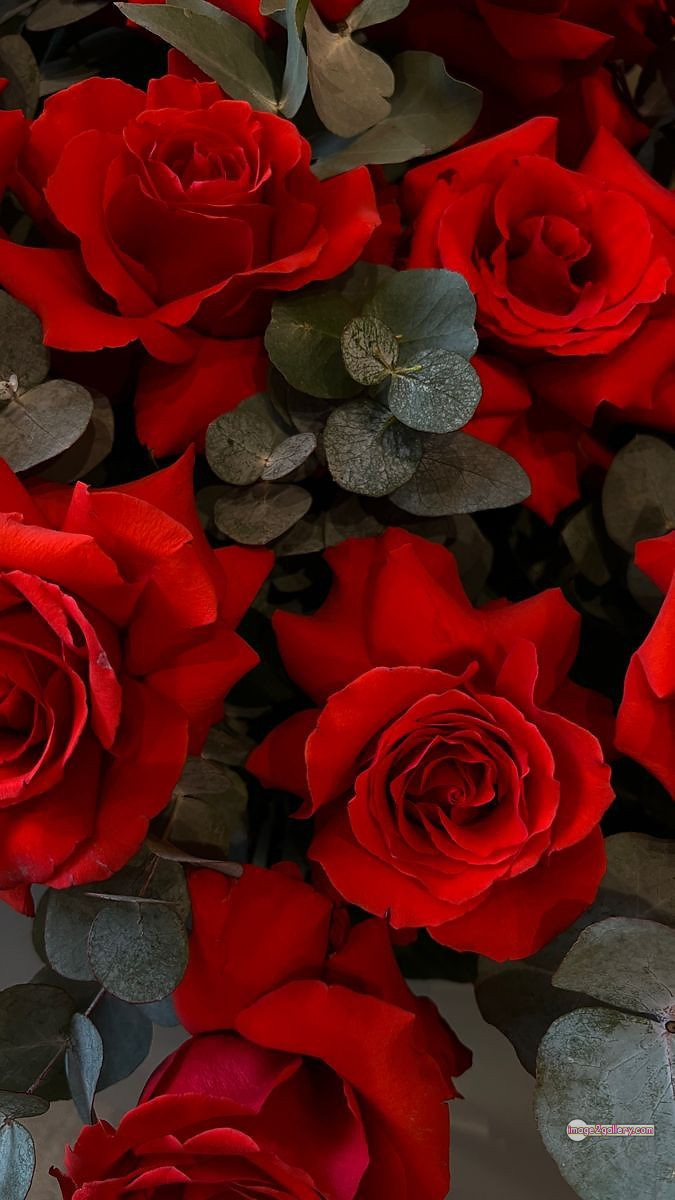 3300+ Beautiful Rose Flowers Image | Rose Flower HD Pic Download | 2078 bunch of red roses -(4)