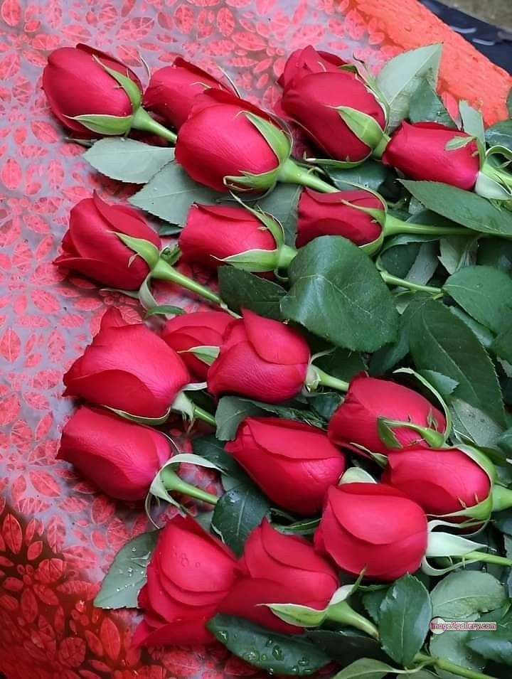 3300+ Beautiful Rose Flowers Image | Rose Flower HD Pic Download | 2008 bunch of red roses -(6)