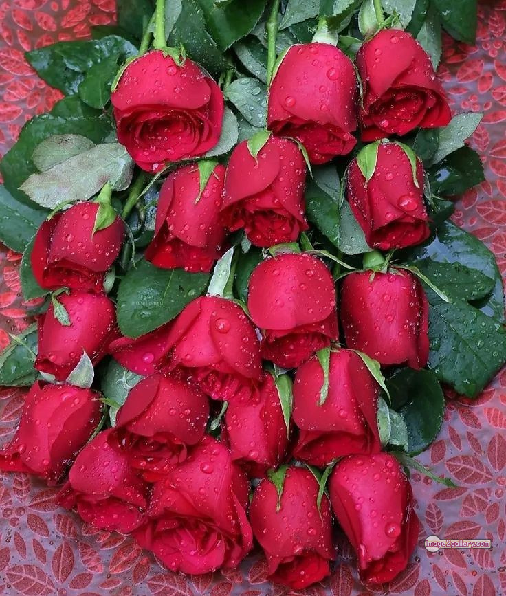 3300+ Beautiful Rose Flowers Image | Rose Flower HD Pic Download | 2144 bunch of red roses -(7)