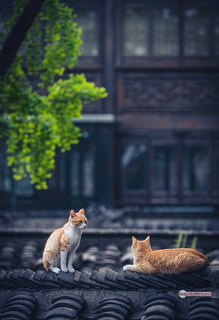 800+ Cute Cate Photos Download | Beautiful Cute Cat Images | 554 cat cute photos -
