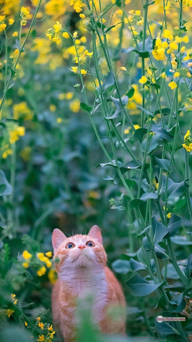 800+ Cute Cate Photos Download | Beautiful Cute Cat Images | 555 cat cute photos -(1)