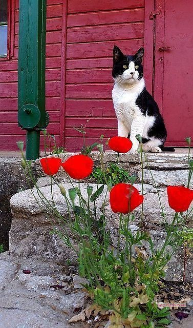 800+ Cute Cate Photos Download | Beautiful Cute Cat Images | 558 cat cute photos -(11)