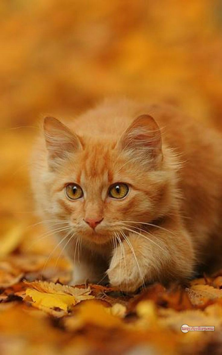 800+ Cute Cate Photos Download | Beautiful Cute Cat Images | 568 cat cute photos -(13)