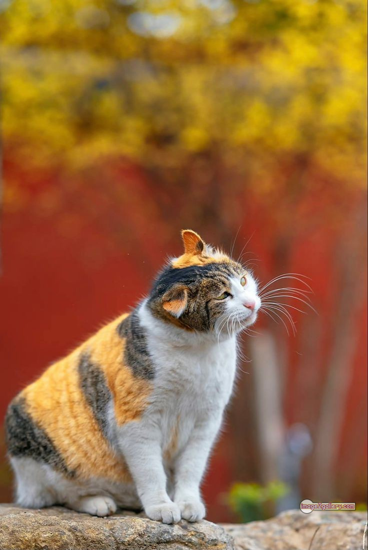 800+ Cute Cate Photos Download | Beautiful Cute Cat Images | 562 cat cute photos -(14)