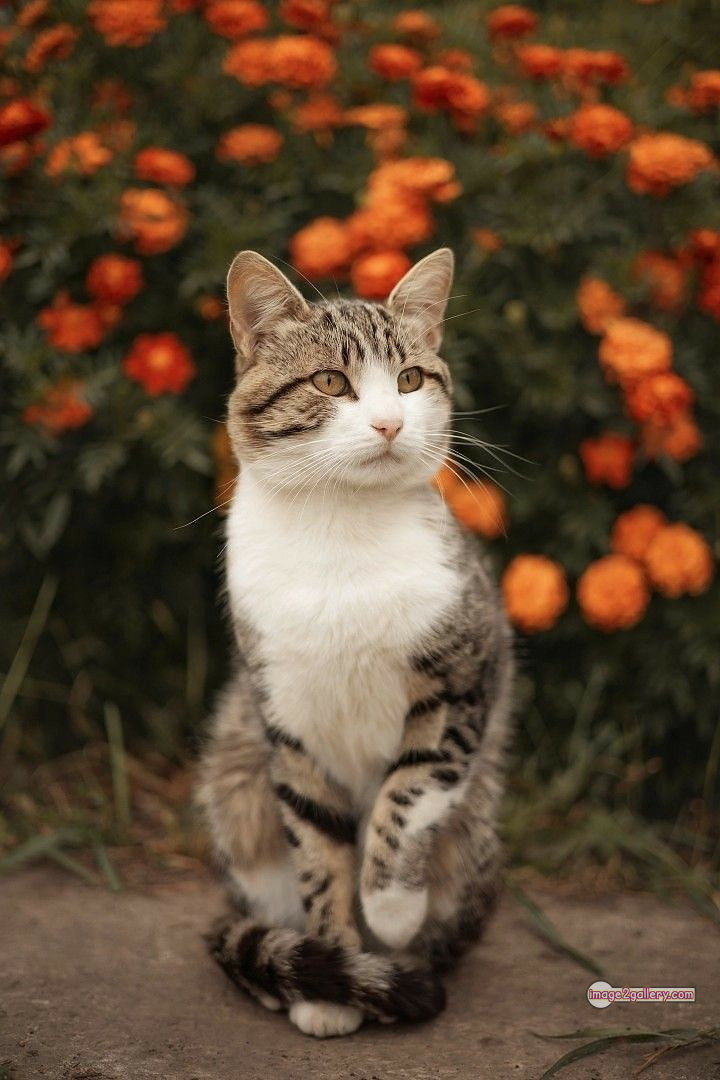 800+ Cute Cate Photos Download | Beautiful Cute Cat Images | 563 cat cute photos -(15)