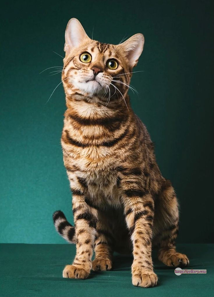 800+ Cute Cate Photos Download | Beautiful Cute Cat Images | 560 cat cute photos -(17)