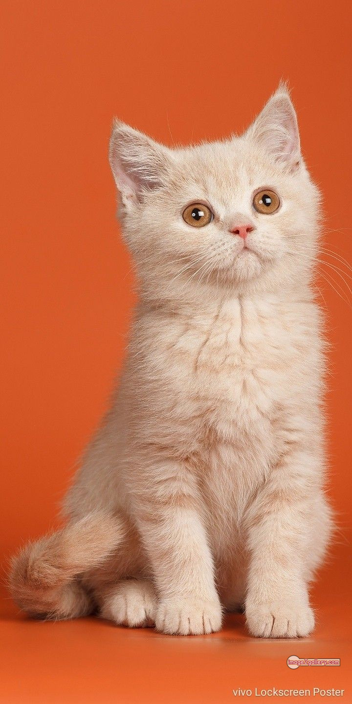800+ Cute Cate Photos Download | Beautiful Cute Cat Images | 524 cat cute photos -(18)