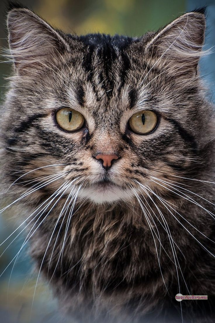 800+ Cute Cate Photos Download | Beautiful Cute Cat Images | 528 cat cute photos 19 Cute Cat