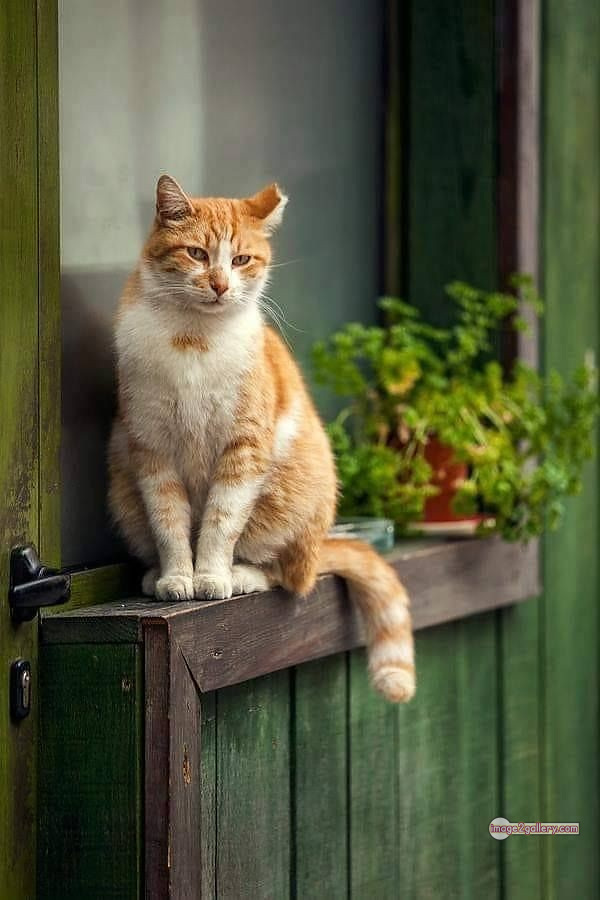 800+ Cute Cate Photos Download | Beautiful Cute Cat Images | 526 cat cute photos -(20)