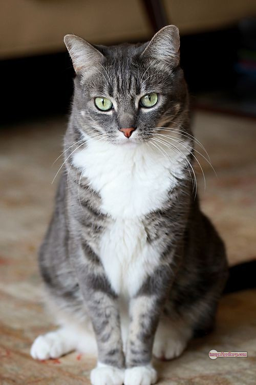 800+ Cute Cate Photos Download | Beautiful Cute Cat Images | 574 cat cute photos -(21)