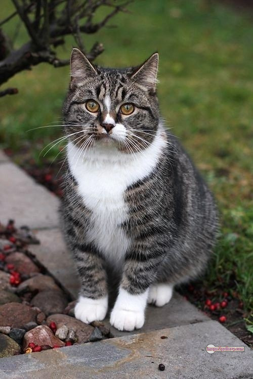 800+ Cute Cate Photos Download | Beautiful Cute Cat Images | 564 cat cute photos -(22)