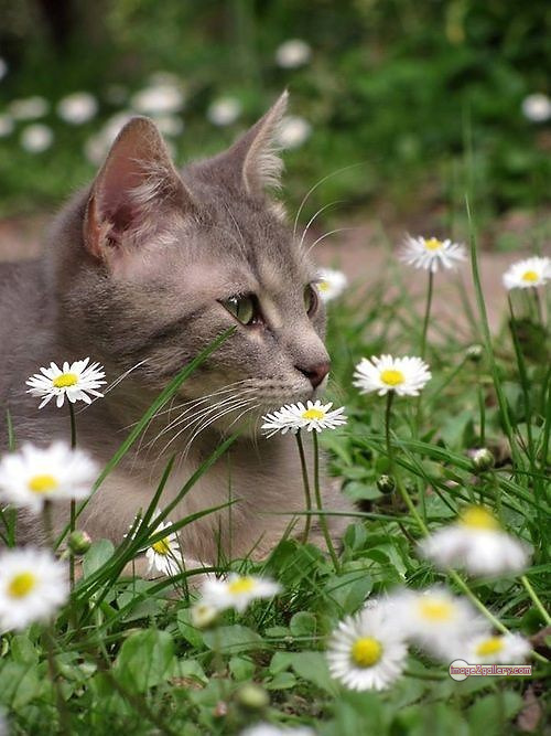 800+ Cute Cate Photos Download | Beautiful Cute Cat Images | 556 cat cute photos -(3)