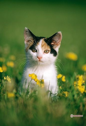 800+ Cute Cate Photos Download | Beautiful Cute Cat Images | 525 cat cute photos -(4)