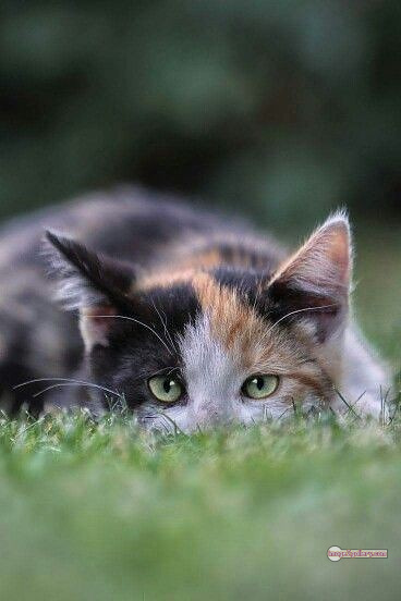 800+ Cute Cate Photos Download | Beautiful Cute Cat Images | 531 cat cute photos -(5)