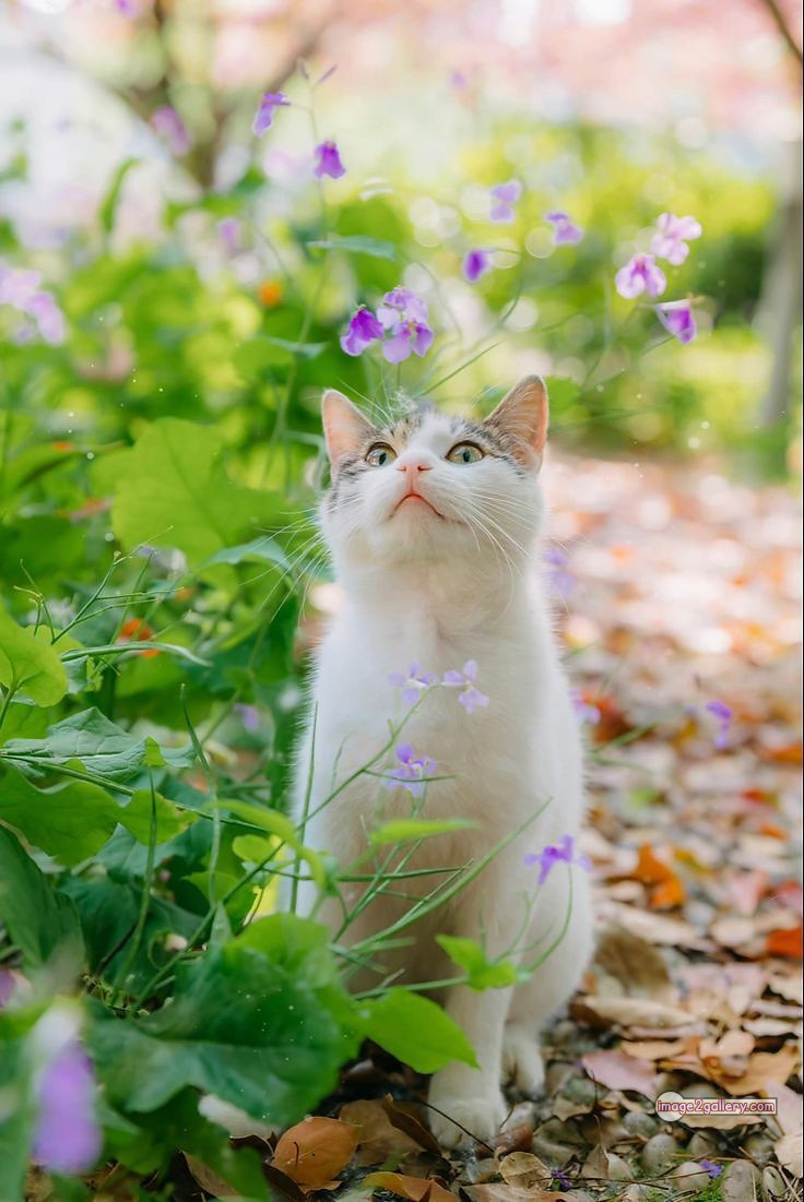 800+ Cute Cate Photos Download | Beautiful Cute Cat Images | 527 cat cute photos -(6)