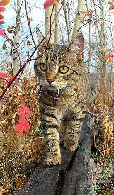 800+ Cute Cate Photos Download | Beautiful Cute Cat Images | 532 cat cute photos -(8)