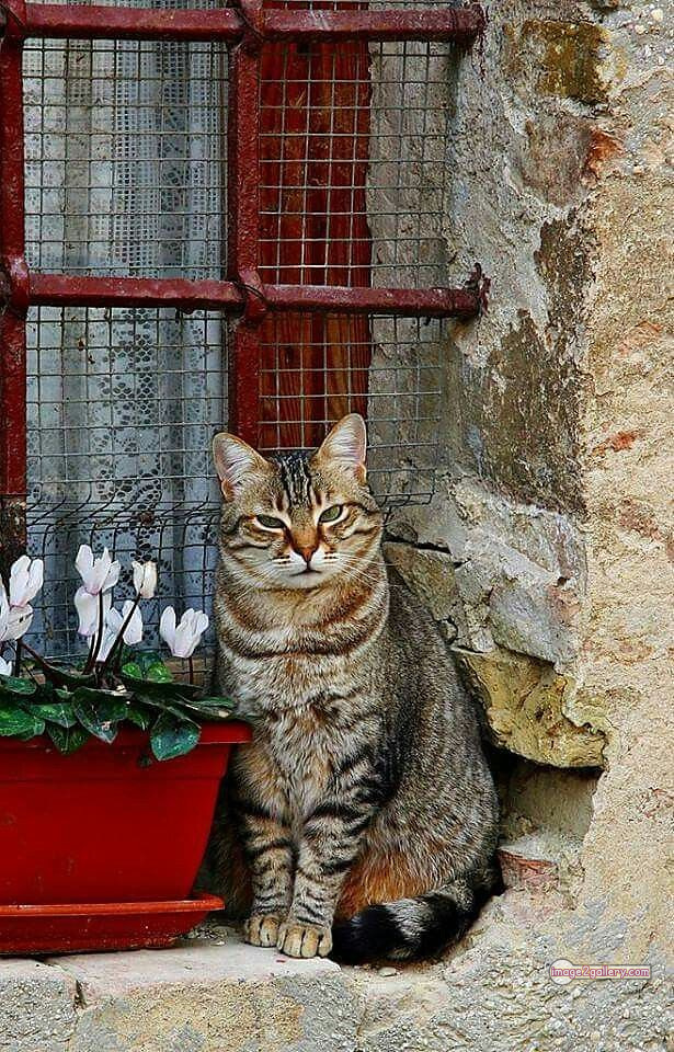 800+ Cute Cate Photos Download | Beautiful Cute Cat Images | 510 cat cute pic -(1)