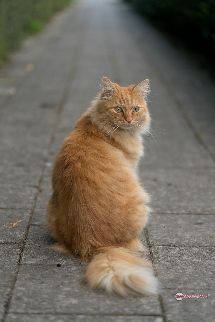 800+ Cute Cate Photos Download | Beautiful Cute Cat Images | 516 cat cute pic -(12)