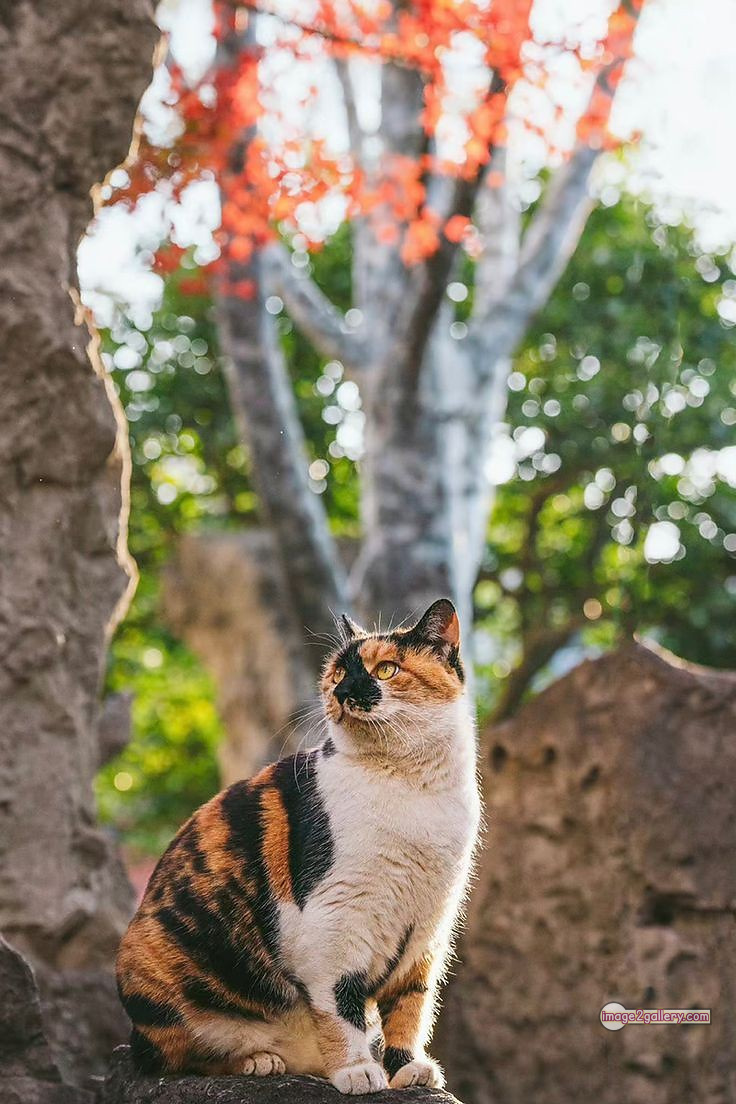 800+ Cute Cate Photos Download | Beautiful Cute Cat Images | 514 cat cute pic -(13)