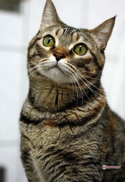 800+ Cute Cate Photos Download | Beautiful Cute Cat Images | 552 cat cute pic -(15)