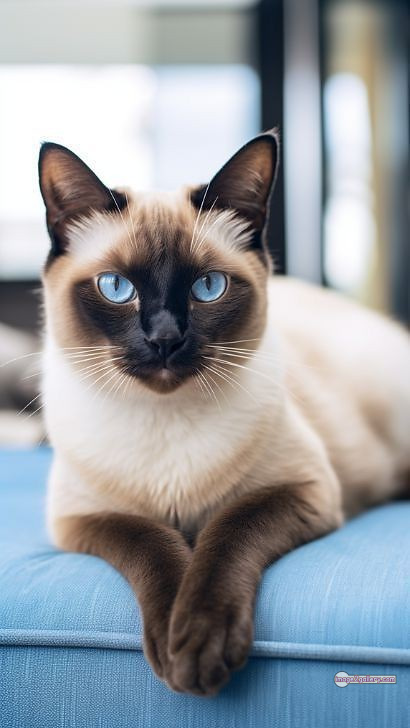 800+ Cute Cate Photos Download | Beautiful Cute Cat Images | 551 cat cute pic -(16)